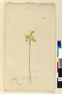 पृष्ठ 136. ड्यूरिस औरिया, c.1803-06 (डब्ल्यूसी, पेन, स्याही और पेंसिल) द्वारा जॉन विलियम लेविन