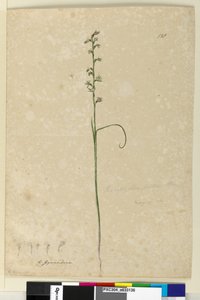 पृष्ठ 138. प्रॉसोफिलम पैटेंस, c.1803-06 (wc, pen, इंक और पेंसिल) द्वारा जॉन विलियम लेविन