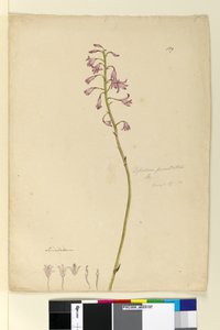 पृष्ठ 139. डिपोडियम पंचतत्वम, c.1803-06 (wc, pen, ink and pencil) द्वारा जॉन विलियम लेविन
