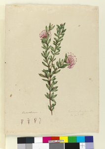 पृष्ठ 13. ग्रीविला प्यूनिकिया, c.1803-06 (wc, pen, स्याही और पेंसिल) द्वारा जॉन विलियम लेविन