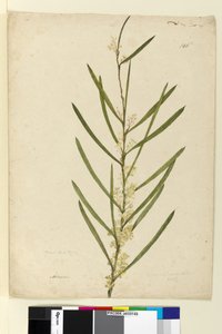 पृष्ठ 146. बबूल सुवेलेन्स, c.1803-06 (wc, pen, स्याही और पेंसिल) द्वारा जॉन विलियम लेविन