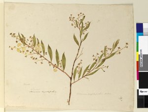 पृष्ठ 147. बबूल myrtifolia, c.1803-06 (wc, pen, स्याही और पेंसिल) द्वारा जॉन विलियम लेविन