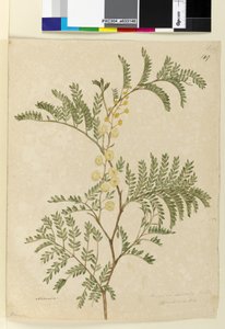 पृष्ठ 149. बबूल की डिबिया, कैसिया टर्मिनल, c.1803-06 (wc, pen, ink and pencil) द्वारा जॉन विलियम लेविन
