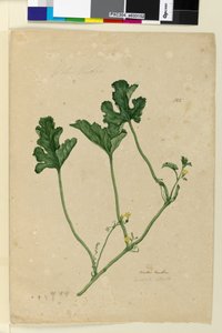 पृष्ठ 155. वाटर मेलन, c.1803-06 (wc, पेन, स्याही और पेंसिल) द्वारा जॉन विलियम लेविन