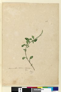 पृष्ठ 156. अमरनाथस ब्लिटम, c.1803-06 (wc, pen, स्याही और पेंसिल) द्वारा जॉन विलियम लेविन