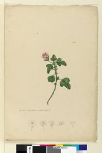 पृष्ठ 161. मालवा कैपेंसिस, c.1803-06 (wc, pen, ink and pencil) द्वारा जॉन विलियम लेविन