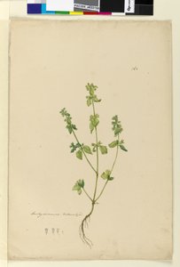 पृष्ठ 162. स्टैचिस आरवेन्सिस, c.1803-06 (wc, pen, स्याही और पेंसिल) द्वारा जॉन विलियम लेविन