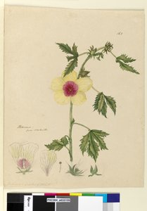 पृष्ठ 163. हिबिस्कस, c.1803-06 (wc, कलम, स्याही और पेंसिल) द्वारा जॉन विलियम लेविन