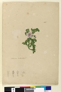 पृष्ठ 165. सोलनम प्राकृतिक, c.1803-06 (wc, कलम, स्याही और पेंसिल) द्वारा जॉन विलियम लेविन