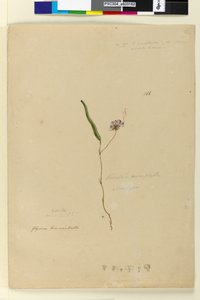 पृष्ठ 166. केनेडिया मोनोफिला वार्डेनबर्गिया वायलासिया, c.1803-06 (wc, pen, ink and p पेंसिल) द्वारा जॉन विलियम लेविन