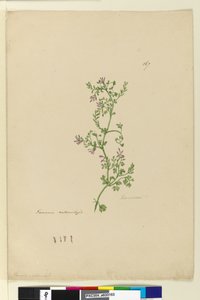 पृष्ठ 167. फ्यूमरिया प्राकृतिक, c.1803-06 (wc, pen, स्याही और पेंसिल) द्वारा जॉन विलियम लेविन