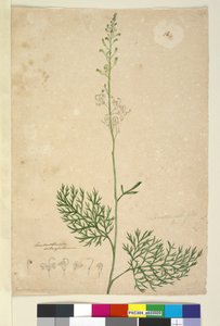 पृष्ठ 16. लोमटिया सिलैफ़ोलिया, c.1803-06 (wc, pen, स्याही और पेंसिल) द्वारा जॉन विलियम लेविन