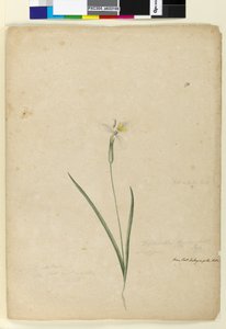 पृष्ठ 170. डिप्लेंथेना मोराए, c.1803-06 (डब्ल्यूसी, पेन, स्याही और पेंसिल) द्वारा जॉन विलियम लेविन