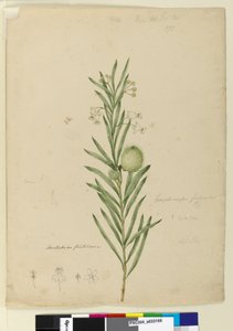 पृष्ठ १ Page३. अस्सलापियास फ़्युटिकोज़ा, c.1803-06 (wc, pen, ink and p पेंसिल) द्वारा जॉन विलियम लेविन