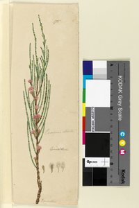 पृष्ठ 175. कैसुरीना सख़्त अल्लोकासुरिना वर्टिसिलटा, c.1803-06 (wc, pen, ink and pencil) द्वारा जॉन विलियम लेविन