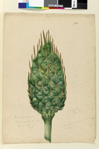 पृष्ठ 178. ज़मिया स्पाइरैलिस का फल, c.1803-06 (wc, pen, ink and pencil) द्वारा जॉन विलियम लेविन