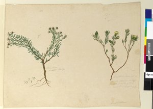 पृष्ठ 179. गोम्फोलोबियम; 180. पोरेंथेरा एरीकाफोलिया, सी .1803-06 (डब्ल्यूसी, पेन, स्याही और पेंसिल) द्वारा जॉन विलियम लेविन