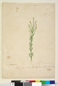 पृष्ठ 17. सिम्फिओनिमा पलुडोसम, c.1803-06 (डब्ल्यूसी, पेन, स्याही और पेंसिल) द्वारा जॉन विलियम लेविन
