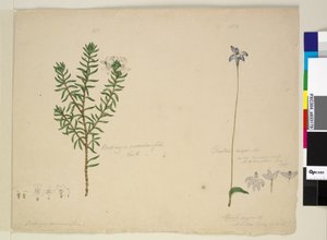 पृष्ठ 183. वेस्टरिंगिया रोज़मारिनिफोलिया फ्रूटफुल वेस्ट्रिंगिया; 184. ग्लोसोडिया मेजर, c.1803-06 (wc, pen, ink and pencil) द्वारा जॉन विलियम लेविन