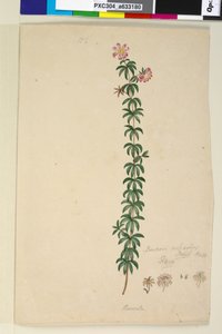 पृष्ठ 186. बाउरा रुबियोइड्स, c.1803-06 (wc, pen, इंक और पेंसिल) द्वारा जॉन विलियम लेविन