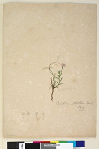 पृष्ठ 187. एपिलोबियम ग्लोबेलम, c.1803-06 (wc, pen, ink and pencil) द्वारा जॉन विलियम लेविन