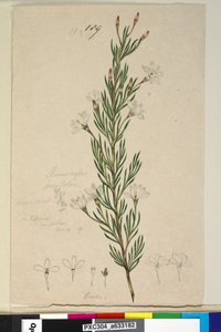 पृष्ठ 189. रिकिनोकार्पस पिनिफोलियस, c.1803-06 (wc, pen, स्याही और पेंसिल) द्वारा जॉन विलियम लेविन