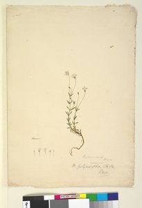 पृष्ठ 18. मित्रासेम पॉलीमोरफा, c.1803-06 (wc, pen, इंक और पेंसिल) द्वारा जॉन विलियम लेविन