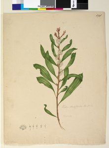 पृष्ठ 198. हकिया डाइक्टाइलॉइड्स, c.1803-06 (wc, pen, स्याही और पेंसिल) द्वारा जॉन विलियम लेविन
