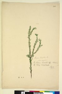 पृष्ठ 202. पिमिलिया लिनिफोलिया, c.1803-06 (wc, pen, स्याही और पेंसिल) द्वारा जॉन विलियम लेविन