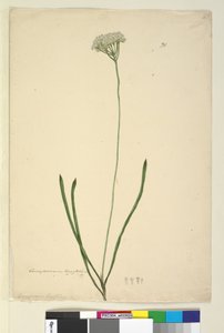 पृष्ठ 20. कोनोस्पर्म लोंफिफोलियम, c.1803-06 (wc, pen, ink and pencil) द्वारा जॉन विलियम लेविन