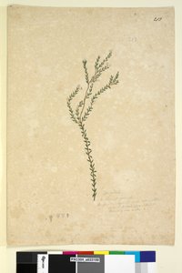 पृष्ठ 213. एपैक्रिडिएल्यूकोपोगोन स्प।, C.1803-06 (डब्ल्यूसी, पेन, स्याही और पेंसिल) द्वारा जॉन विलियम लेविन