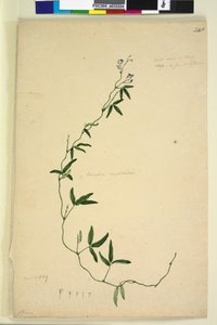 पृष्ठ 218. केनेडिया कॉम्पटनियाना हार्डबर्गिया कॉम्पटनियाना, c.1803-06 (wc, pen, ink and पेंसिल)