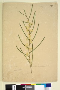 पृष्ठ 219. बबूल अंगुष्ठिका, c.1803-06 (wc, pen, ink and pencil) द्वारा जॉन विलियम लेविन