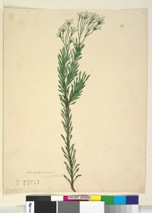 पृष्ठ 21. कोनोस्पर्म एरीसिफोलियम, c.1803-06 (wc, pen, स्याही और पेंसिल) द्वारा जॉन विलियम लेविन
