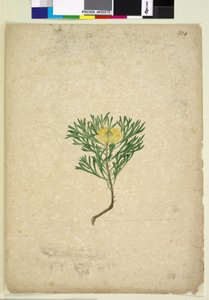 पृष्ठ 224. आइसोपोगोन एनीमीफोलियस, सी .1803-06 (डब्ल्यूसी, पेन, स्याही और पेंसिल) द्वारा जॉन विलियम लेविन