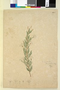 पृष्ठ 226. रिकिनोकार्पस पिनिफ़ोलियस, c.1803-06 (wc, pen, स्याही और पेंसिल) द्वारा जॉन विलियम लेविन
