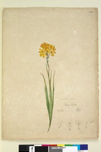 पृष्ठ 232. Ixia lutea, c.1803-06 (wc, pen, ink and pencil) द्वारा जॉन विलियम लेविन