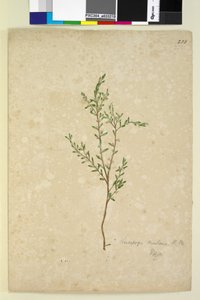 पृष्ठ 233. ल्यूकोपोगोन, c.1803-06 (wc, pen, स्याही और पेंसिल) द्वारा जॉन विलियम लेविन