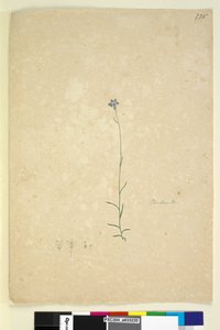 पृष्ठ 235. कैम्पानुला, c.1803-06 (wc, कलम, स्याही और पेंसिल) द्वारा जॉन विलियम लेविन