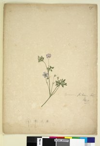 पृष्ठ 237. जेरियम पाइलोसम, c.1803-06 (wc, pen, ink and pencil) द्वारा जॉन विलियम लेविन