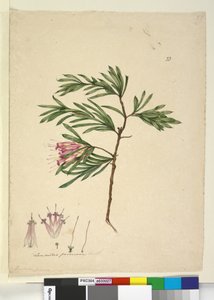पृष्ठ 23. लाम्बर्टिया फॉर्मोसा, c.1803-06 (wc, pen, स्याही और पेंसिल) द्वारा जॉन विलियम लेविन