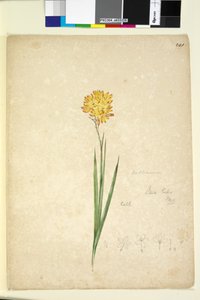 पृष्ठ 241. Ixia lutea, c.1803-06 (wc, pen, ink and pencil) द्वारा जॉन विलियम लेविन