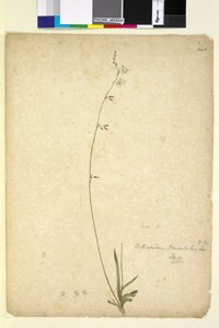 पृष्ठ 246. आर्थ्रोपोडियम पैनिकुलटम, c.1803-06 (wc, pen, स्याही और पेंसिल) द्वारा जॉन विलियम लेविन