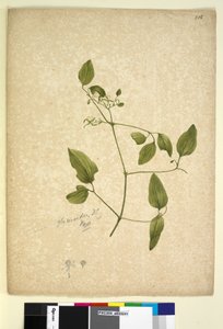 पृष्ठ 256. क्लेमाटिस ग्लाइकिनोइड्स, c.1803-06 (wc, pen, ink and pencil) द्वारा जॉन विलियम लेविन