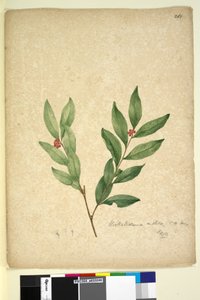 पृष्ठ 263. विक्रोस्त्रैमिया इंडिका, c.1803-06 (डब्ल्यूसी, पेन, स्याही और पेंसिल) द्वारा जॉन विलियम लेविन