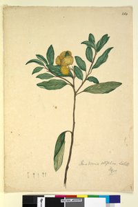 पृष्ठ 264. पोमाडेरिस एलिप्टिका, c.1803-06 (wc, pen, ink and pencil) द्वारा जॉन विलियम लेविन