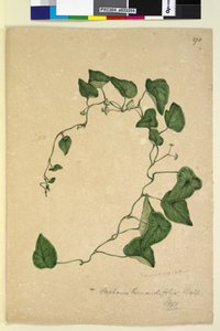 पृष्ठ 270. स्टेफ़ानिया हर्नांडिफ़ोलिया, c.1803-06 (wc, pen, ink and pencil) द्वारा जॉन विलियम लेविन