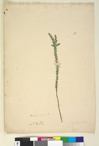 पृष्ठ 28. एपैक्रिस स्पार्सा, c.1803-06 (डब्ल्यूसी, पेन, स्याही और पेंसिल)