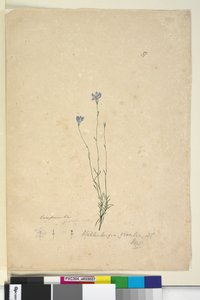 पृष्ठ 37. वेलेनबर्गिया ग्रैसिलिस, c.1803-06 (डब्ल्यूसी, पेन, स्याही और पेंसिल) द्वारा जॉन विलियम लेविन