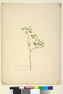 पृष्ठ 39. सोलनम निगम, c.1803-06 (wc, pen, स्याही और पेंसिल) द्वारा जॉन विलियम लेविन